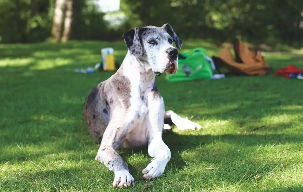 beste hondenrassen voor geleidehonden
