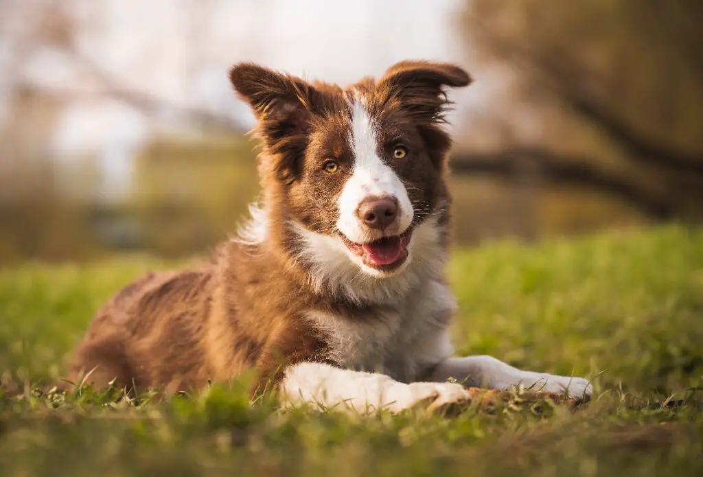 beste hond voor hulphond
