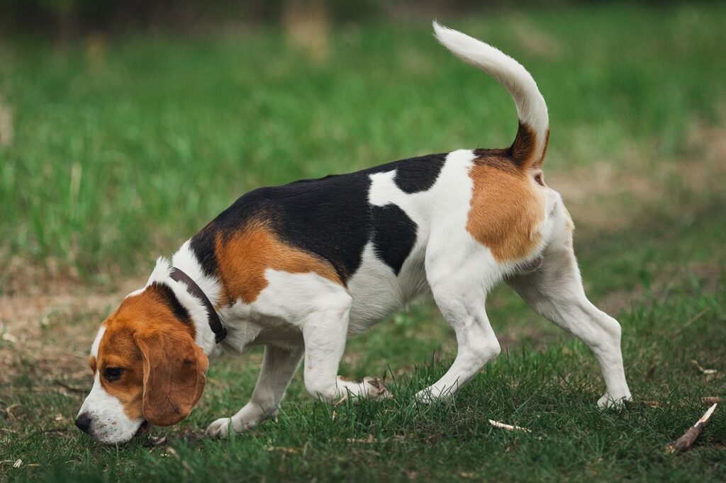 beste honden voor de jacht
