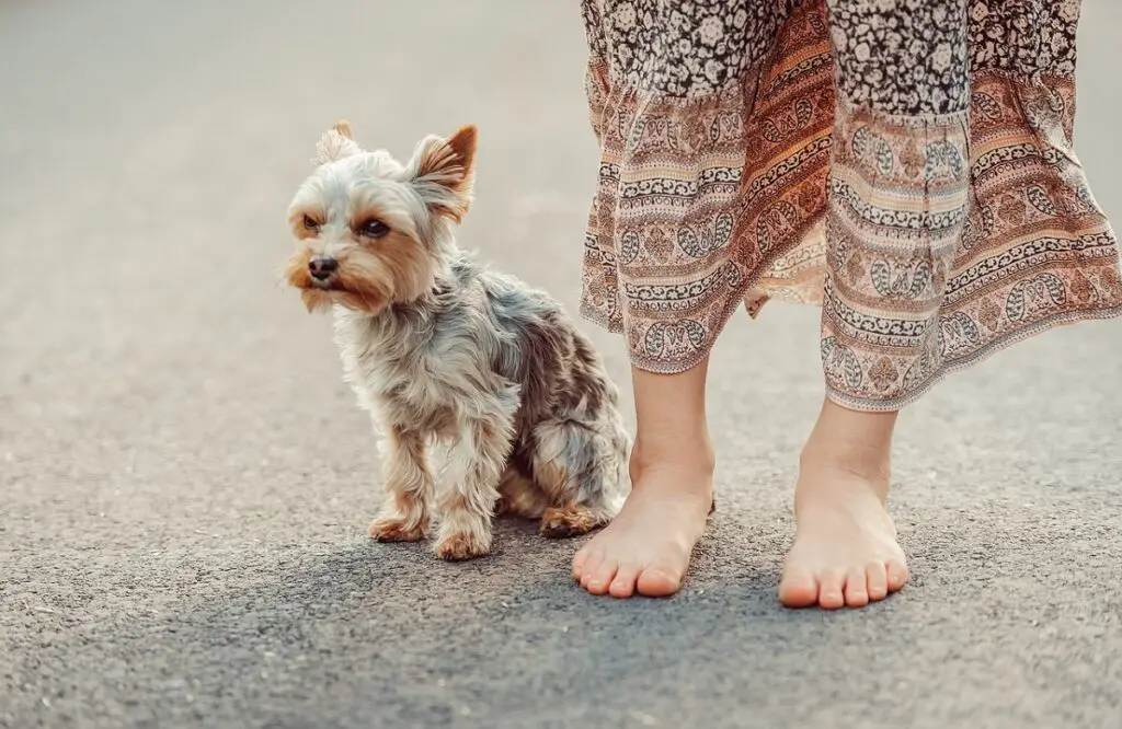 beste honden om te krijgen
