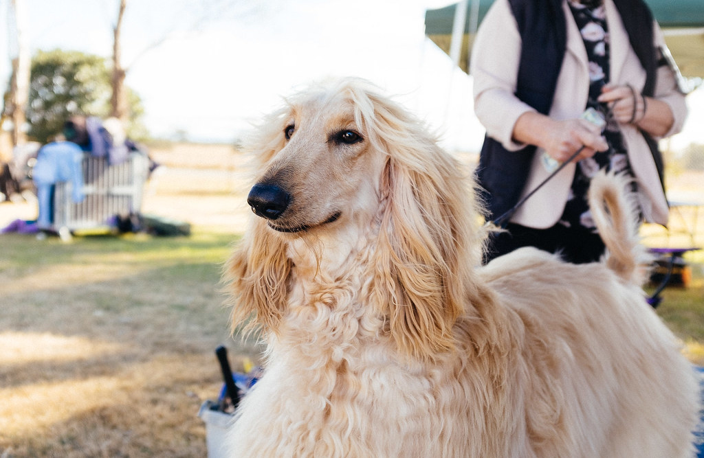 best uitziende honden
