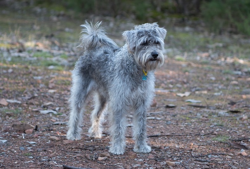 beste honden van gemengd ras
