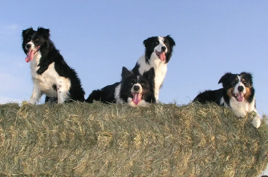 beste temperamentvolle honden
