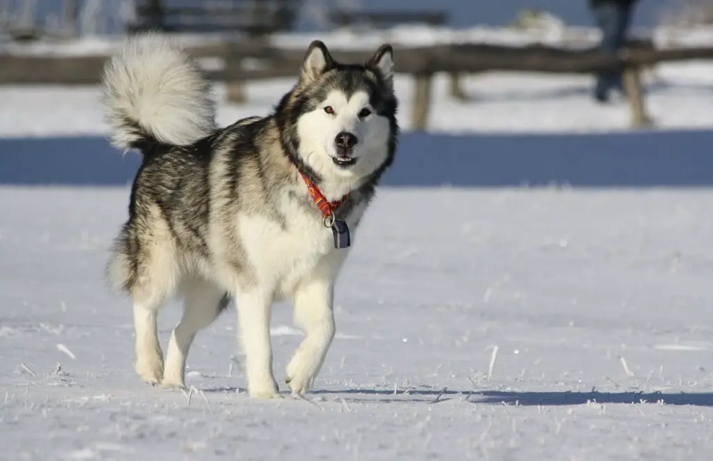 grote hond uit Alaska
