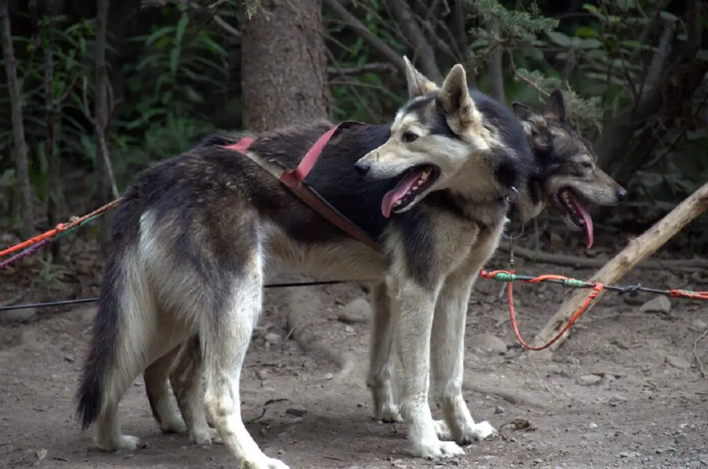 grote hond uit Alaska