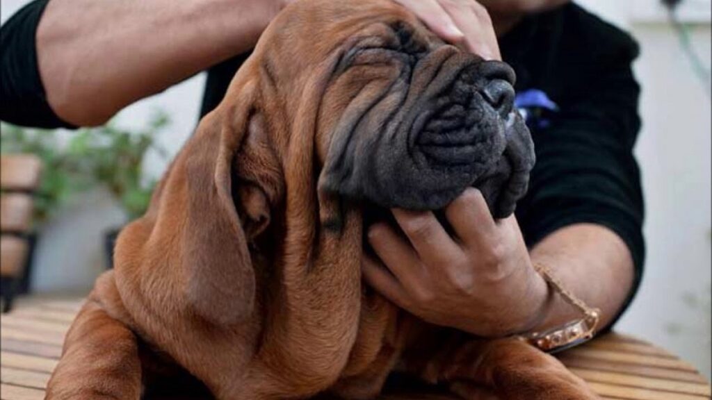 grote Aziatische honden
