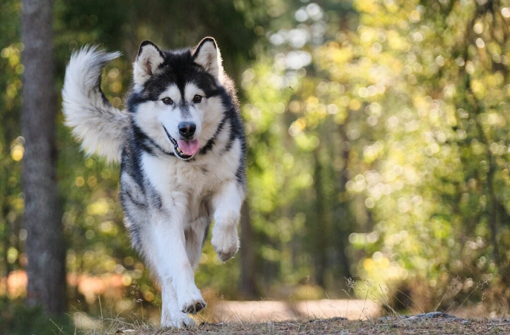 puppy zwart-witte hond
