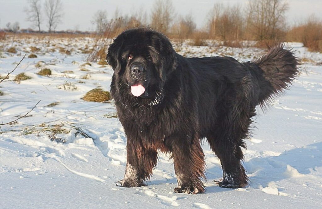 grote lange honden
