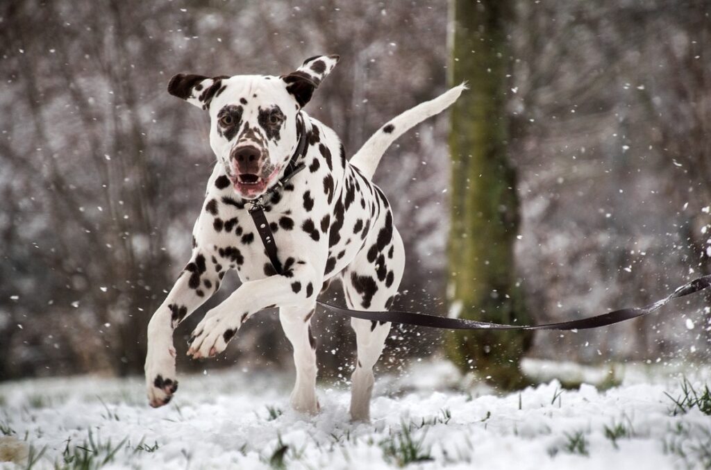 zwart-witte honden
