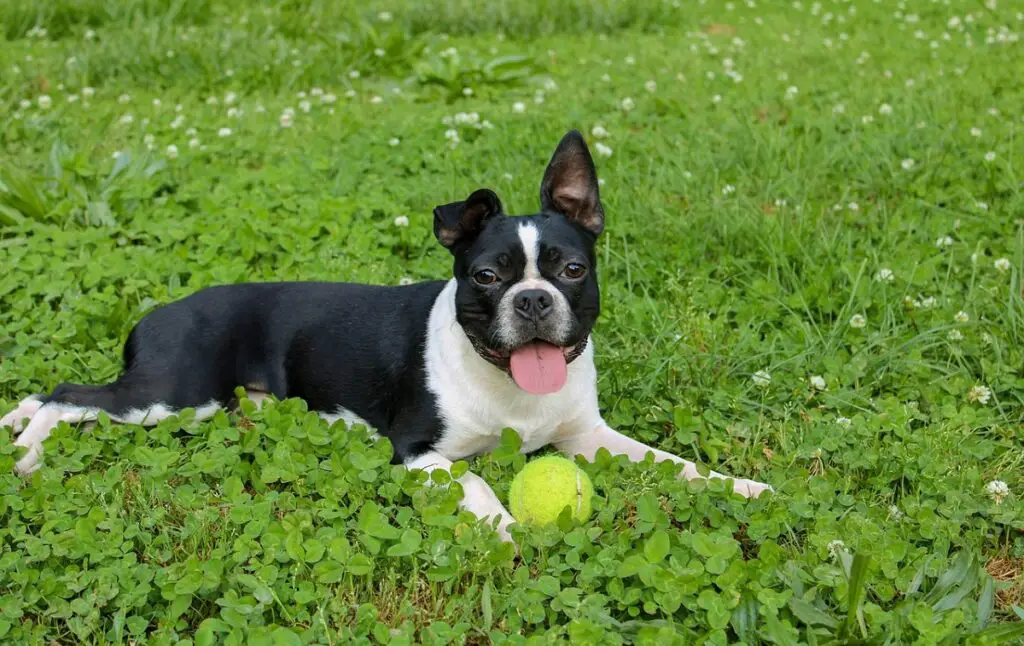 zwart-witte honden fokken
