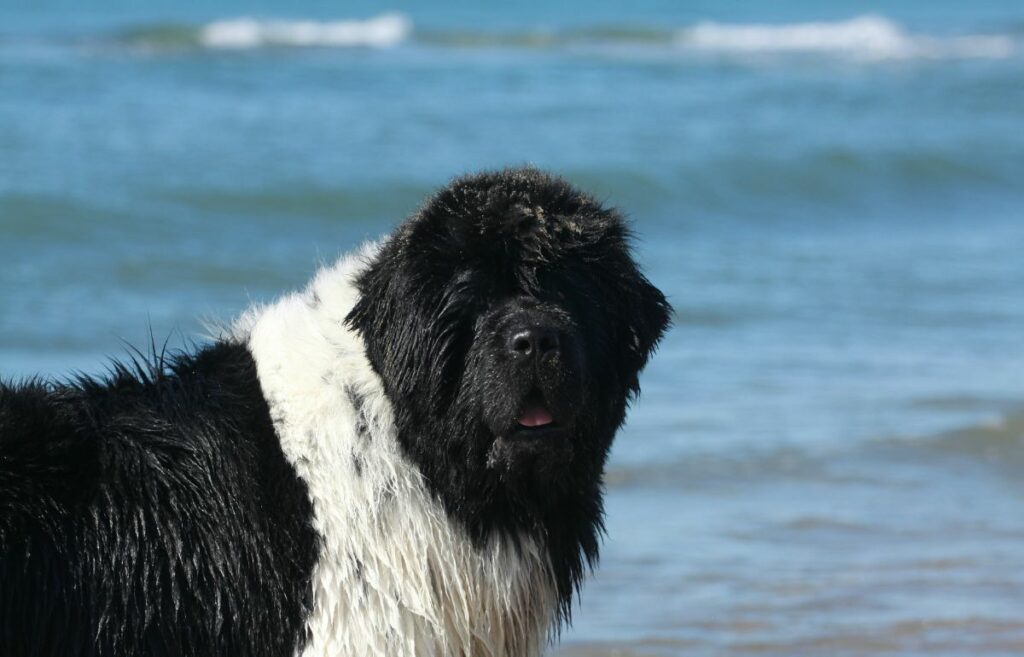 zwart-witte langharige hond
