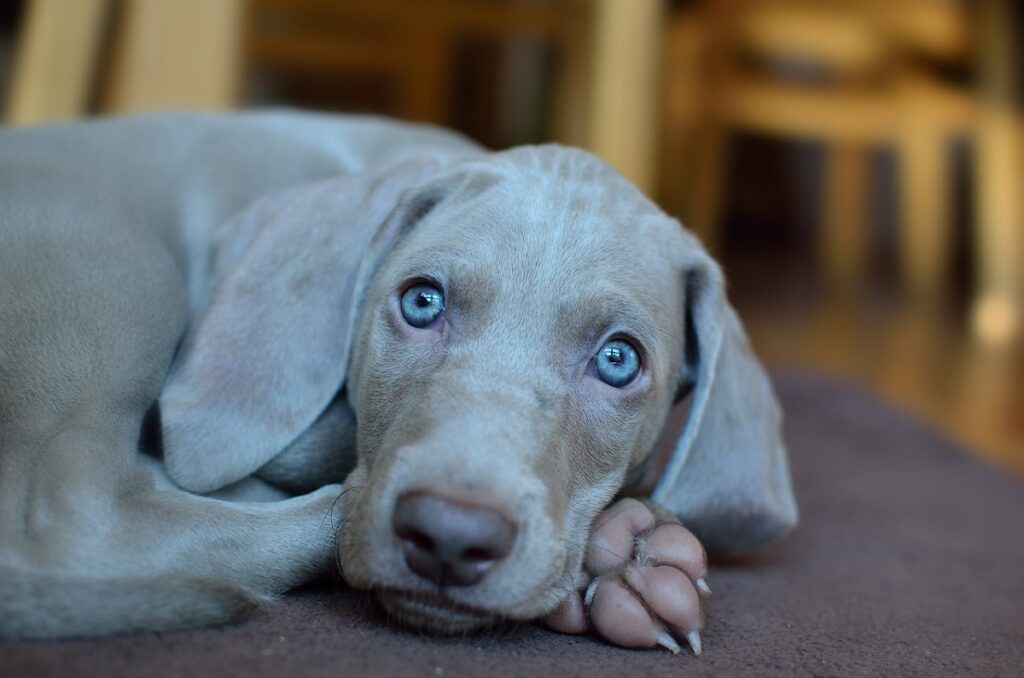 hond met blauwe ogen
