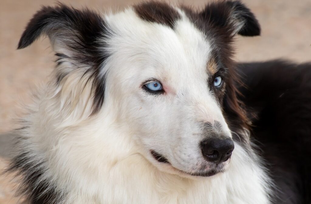 honden met blauwe ogen
