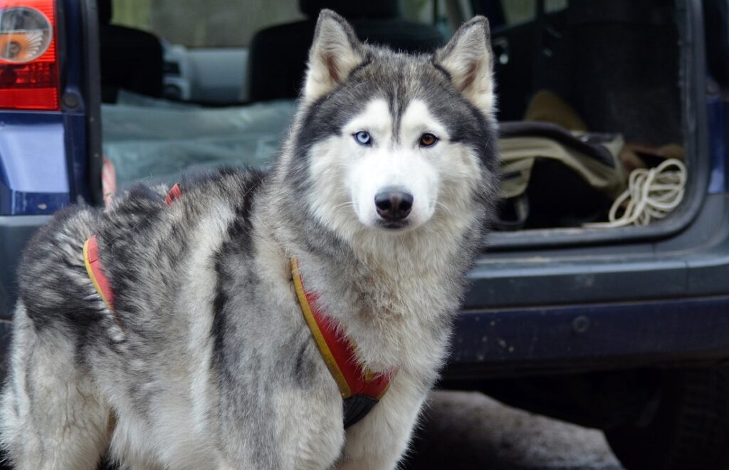 blauwe ogen honden
