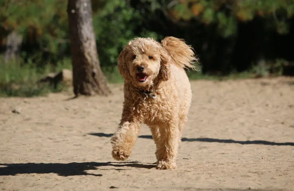 bruine teddybeerhond
