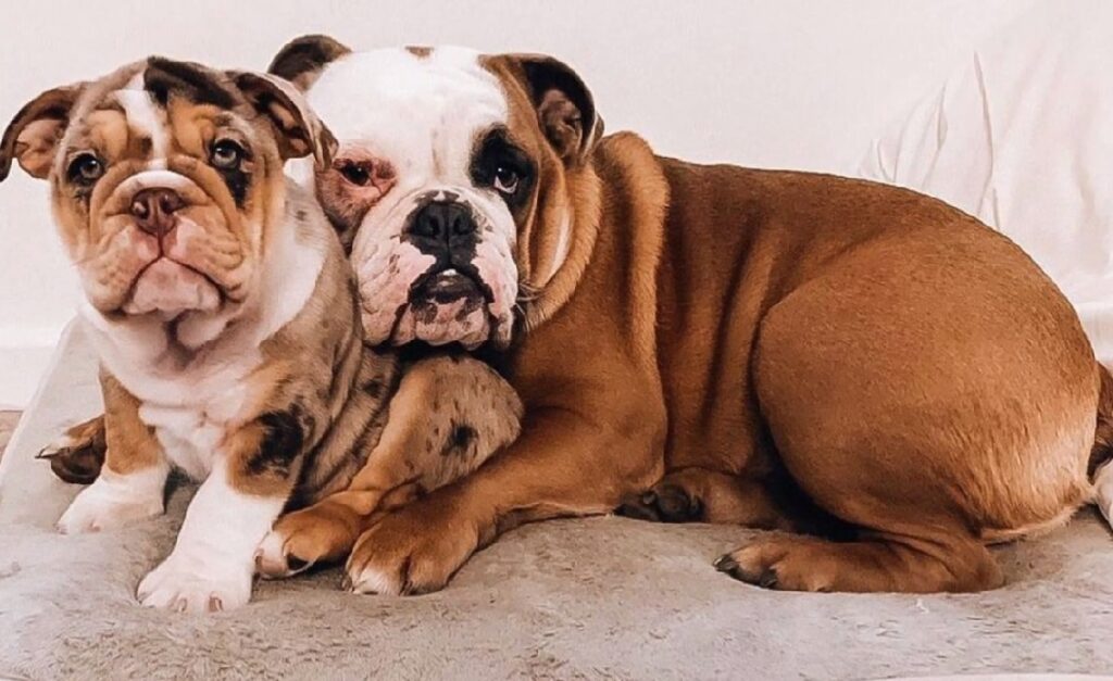 bulldog-types
