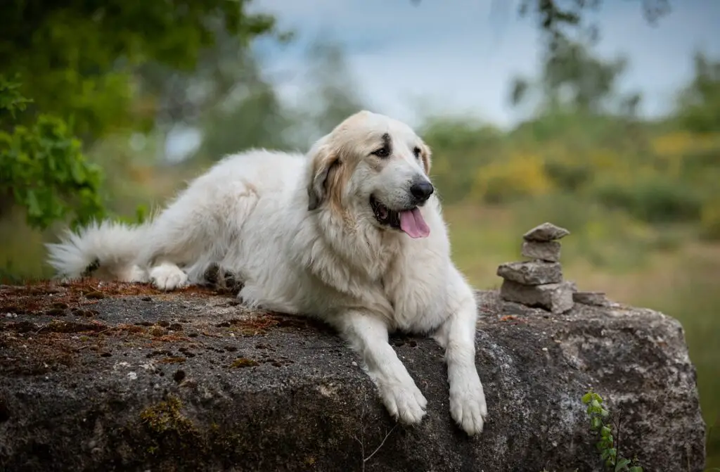 rustigste hond
