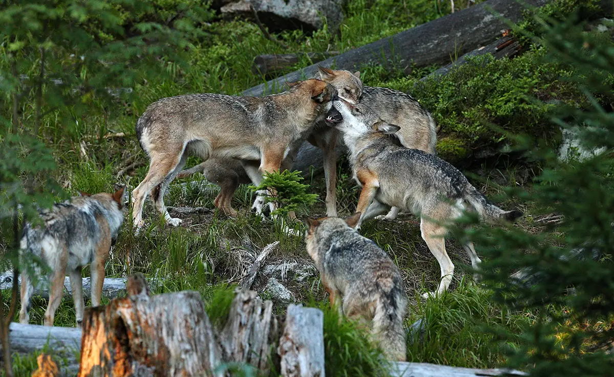 Jachttechnieken voor wolven: hoe jagen wolven?