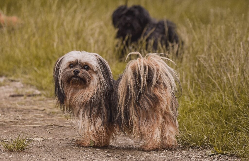 Chinese puppy's
