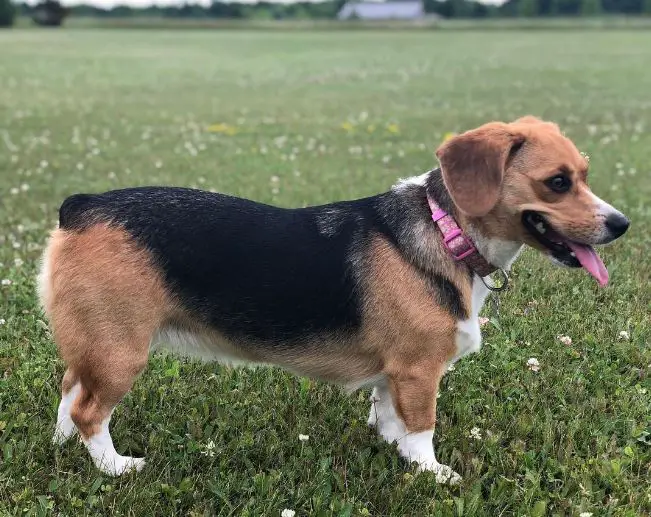 corgi en beagle-mix