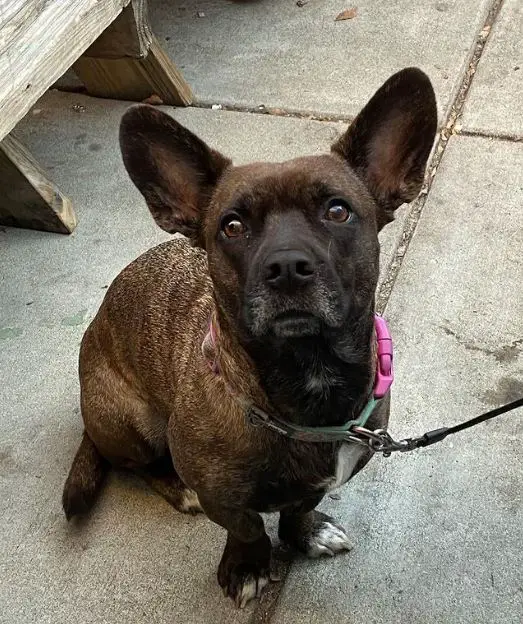 corgi bulldog-mix