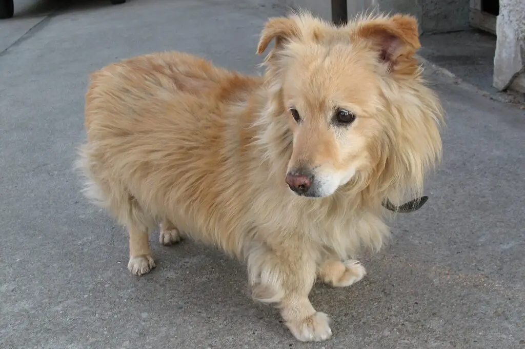 corgi golden retriever-mix
