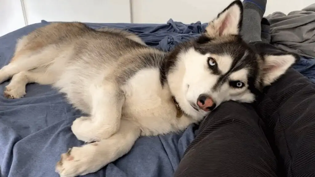 corgi husky-mix
