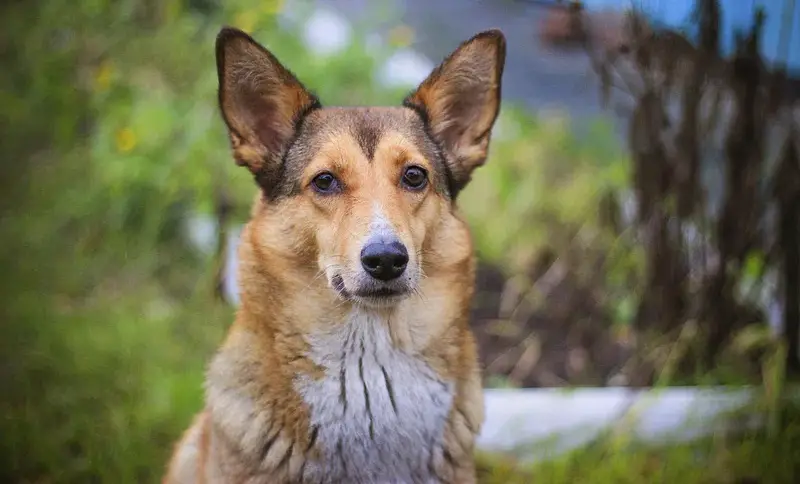 corgi-mixen
