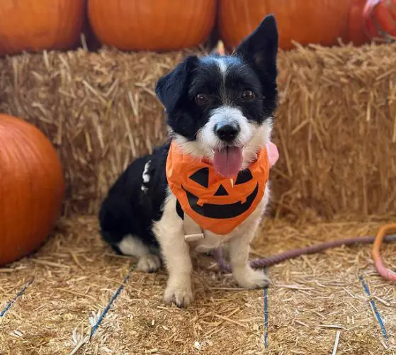 corgi poedelmix