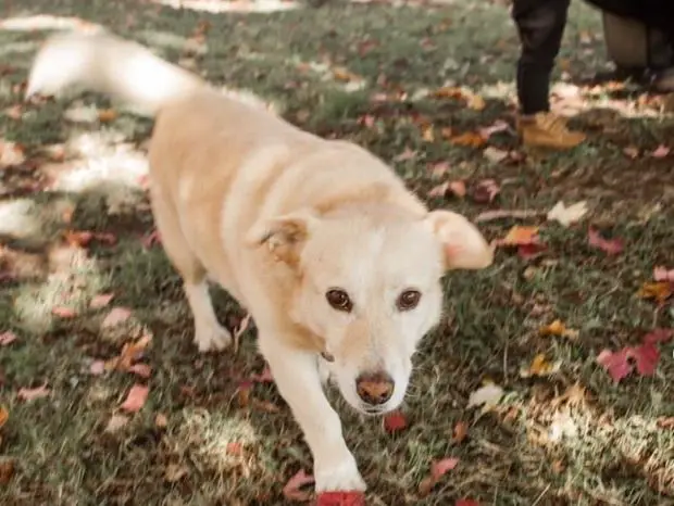 Corgi retrievermix te koop