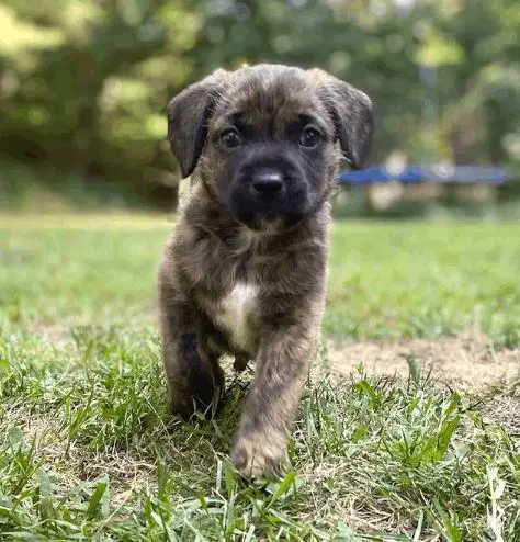 Corgi Terriër mix