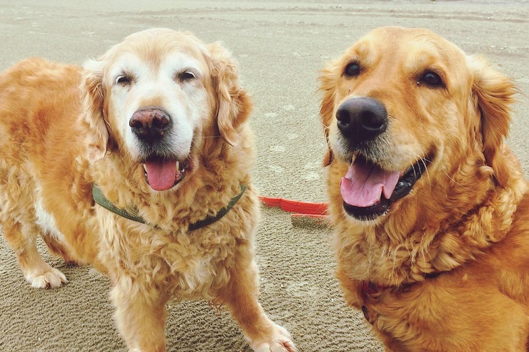 kosten hond bezitten
