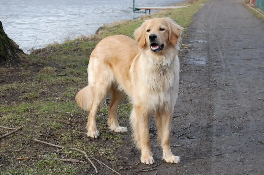 schattige grote hondenrassen
