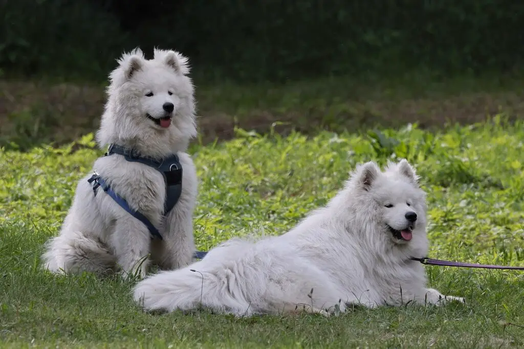 schattige grote honden
