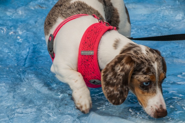 schattige honden met blauwe ogen
