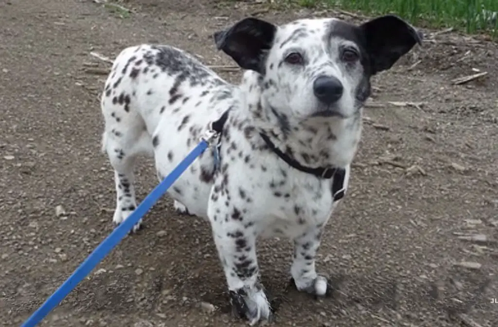 schattige corgi-mixen
