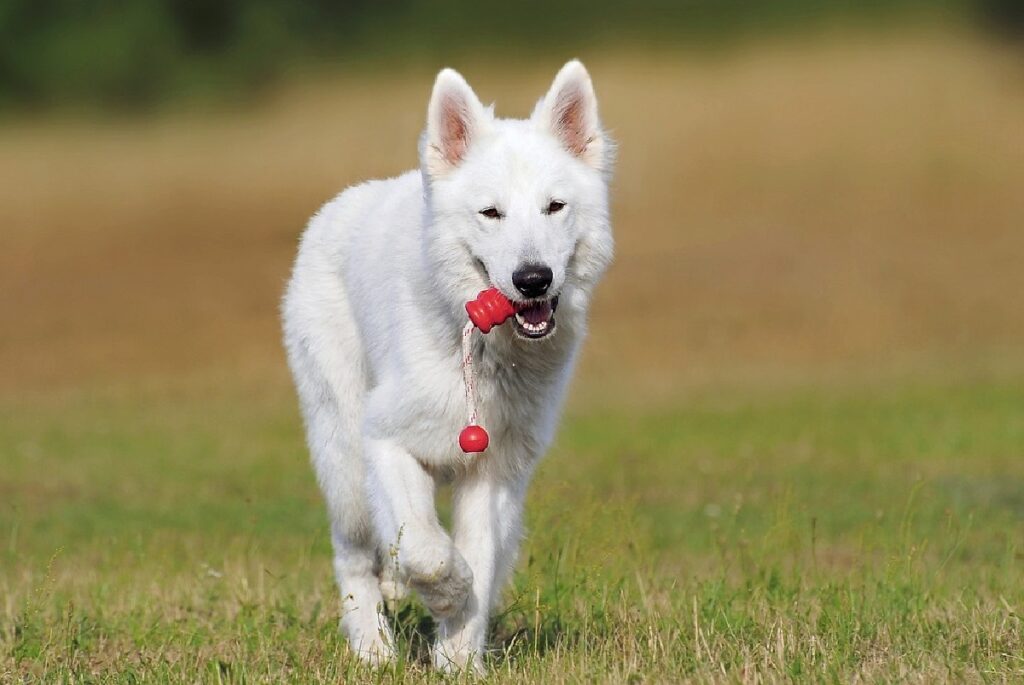 schattige pluizige witte hond
