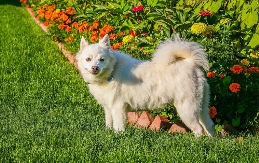 schattig klein wit hondje
