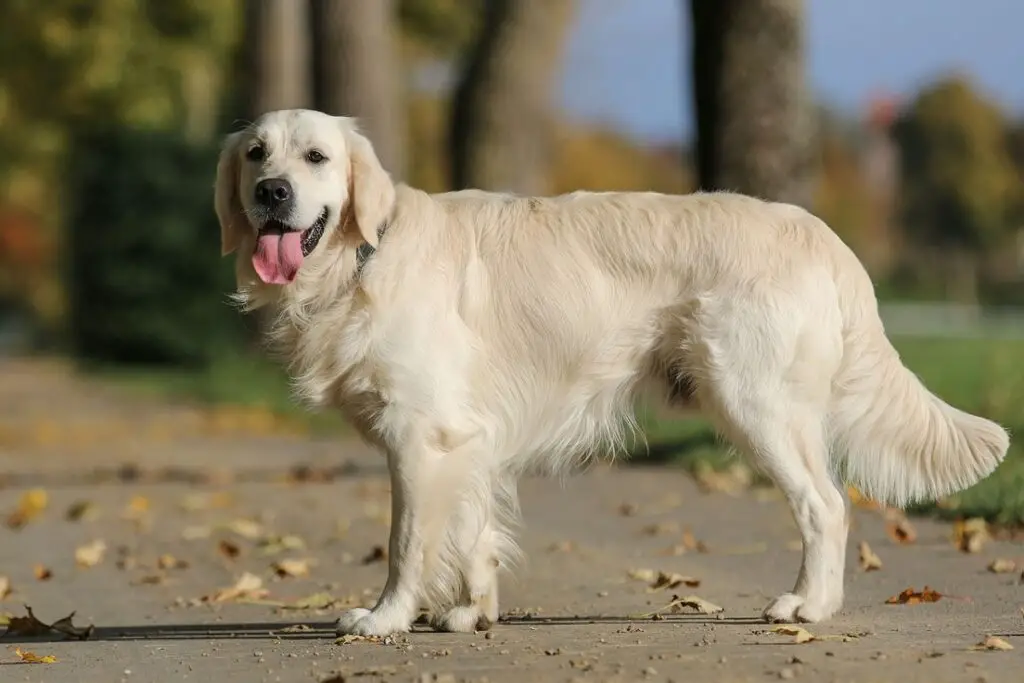 schattige middelgrote honden
