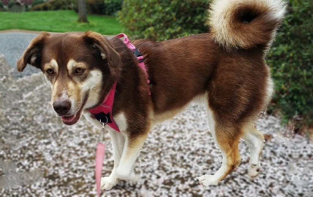 schattige gemengde honden
