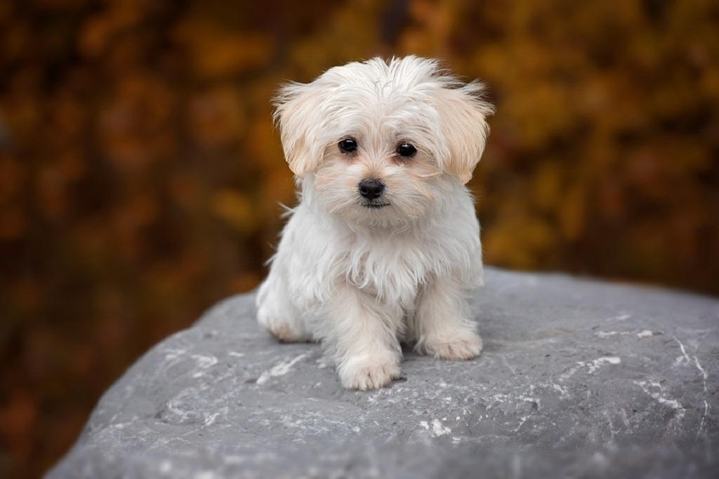 schattige kleine witte hond