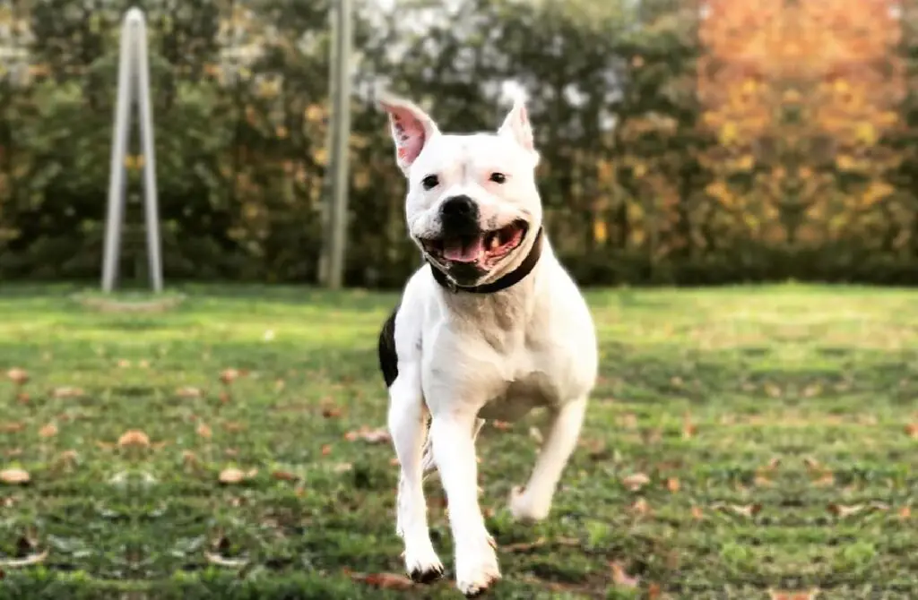 leukste pitbull-mixen
