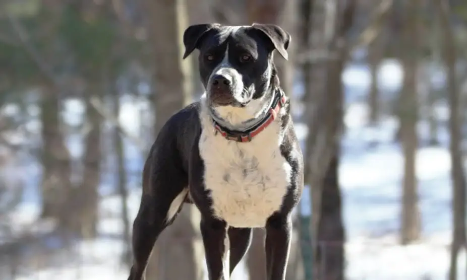 leukste pitbull-mixen
