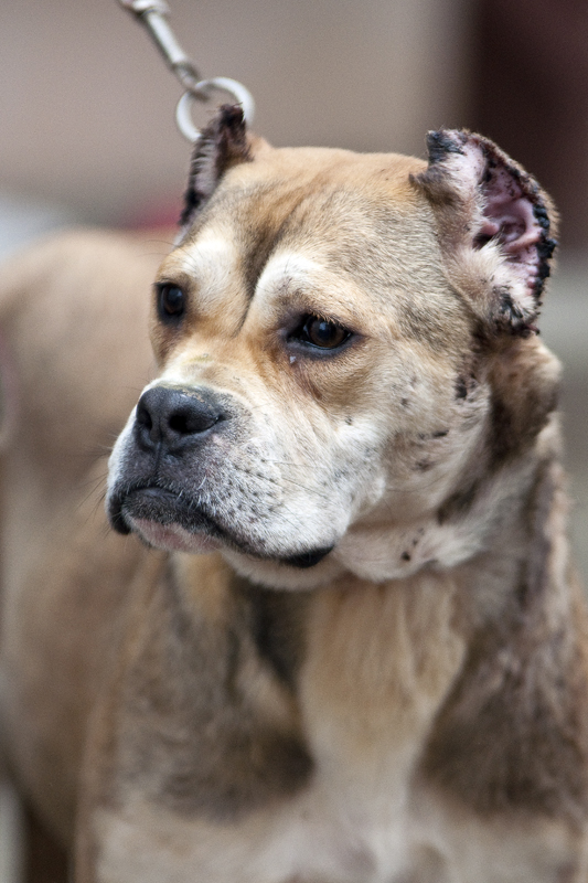 verschillende rassen bulldog
