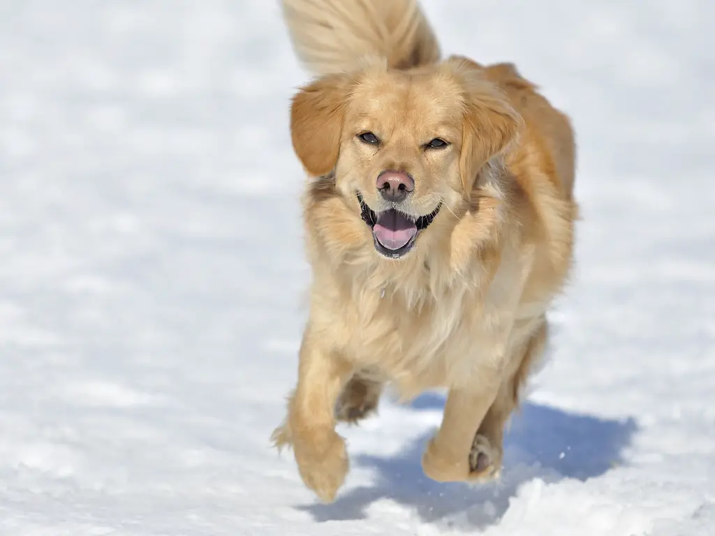 verschillende rassen golden retrievers
