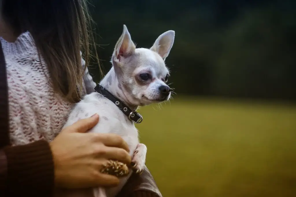 verschillende chihuahuarassen
