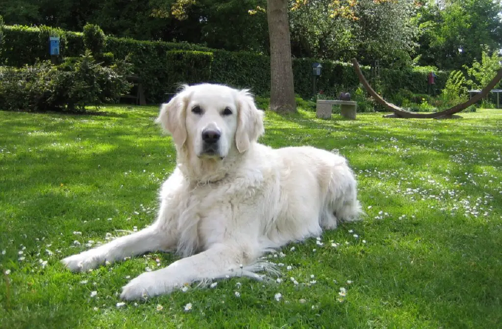 verschillende soorten golden retrievers
