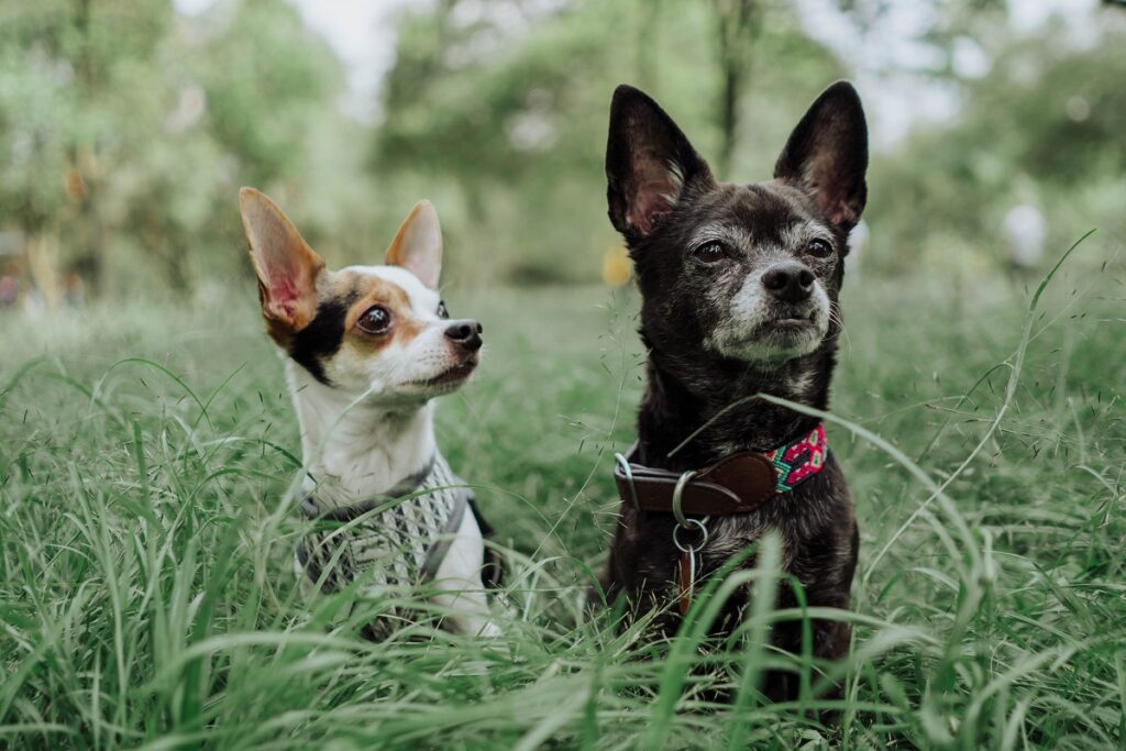 verschillende soorten chihuahua's
