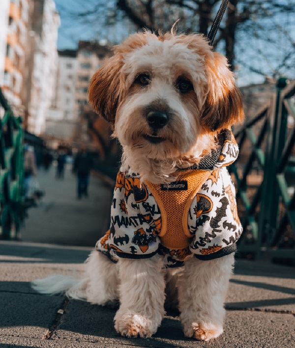 verschillende soorten doodle honden
