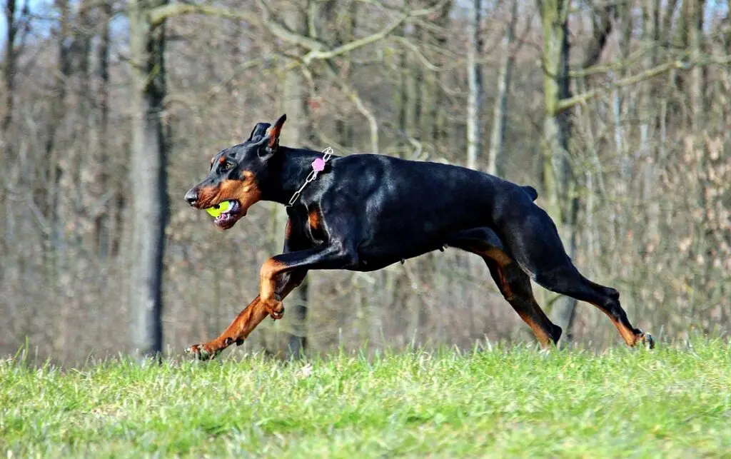 doberman topsnelheid
